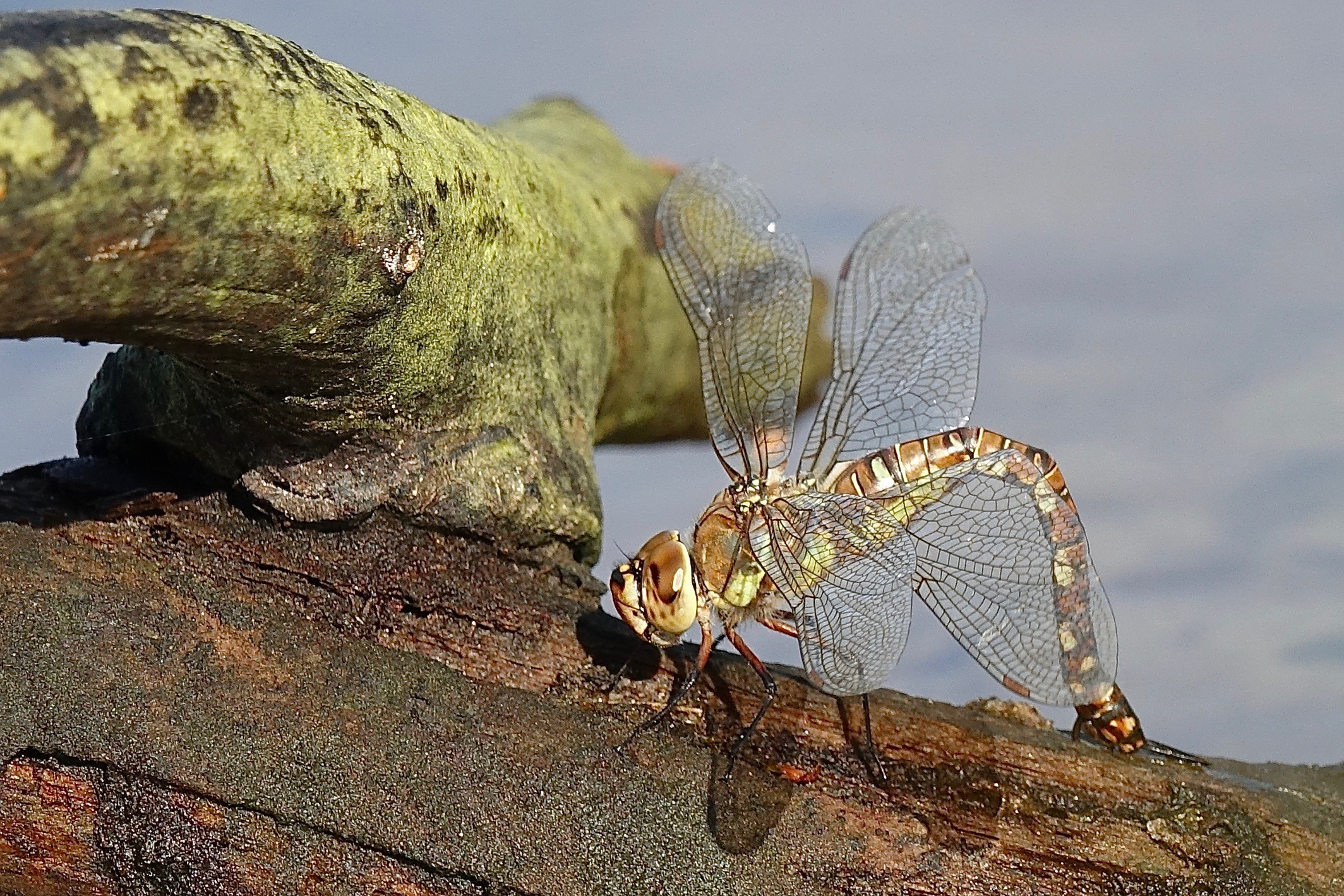 welke Libel kan dit zijn?